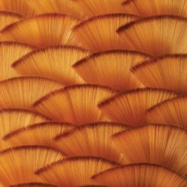 Faisceaux de fibres en éventail pour la fabrication de pinceaux, présentés en motif graphique