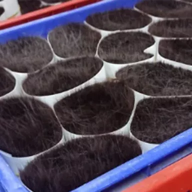 Bundles of dark cosmetic fibers organized in trays during sorting stage at brush factory