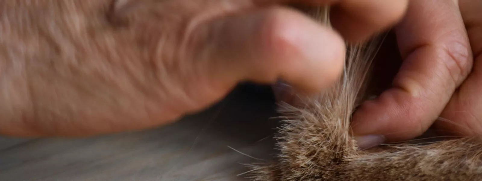 Mains travaillant des poils naturels pour la fabrication artisanale de pinceaux de haute qualité