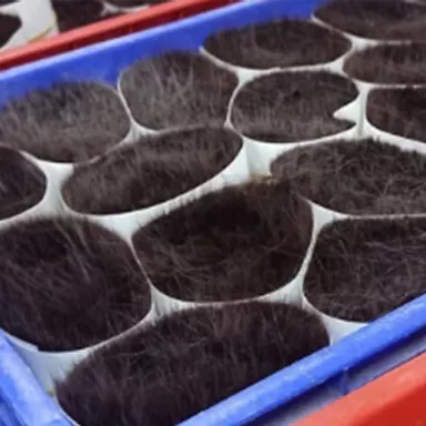 Fibres de poils disposées en sections dans des bacs pour le montage des pinceaux